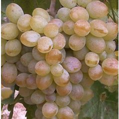 Belgrádi magvatlan csemegeszőlő