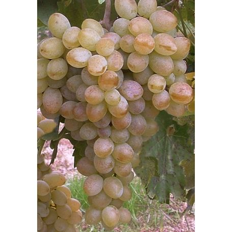 Belgrádi magvatlan csemegeszőlő