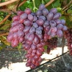 Crimson seedless csemegeszőlő