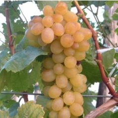 Helikon szépe csemegeszőlő