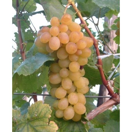 Helikon szépe csemegeszőlő