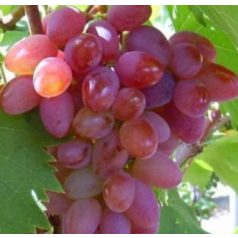 Jupiter csemegeszőlő