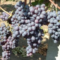 Kismis moldavszkij csemegeszőlő