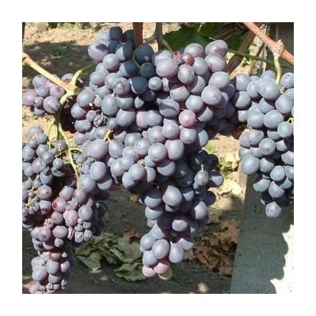 Kismis moldavszkij csemegeszőlő
