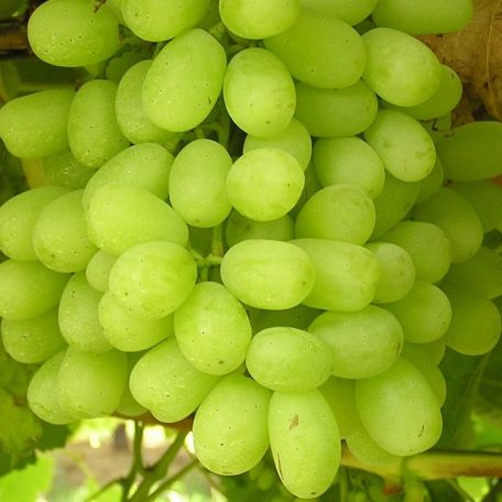 Thompson seedless csemegeszőlő