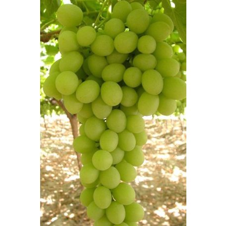 Sugraone Seedless csemegeszőlő