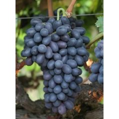 Autumn Royal csemegeszőlő