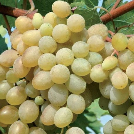 Carati (Sublima seedless) csemegeszőlő