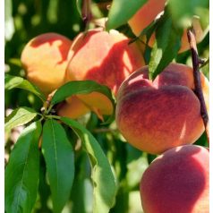 Genadix 4 Őszibarack