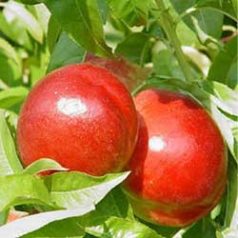 Caldesi 2000 Őszibarack