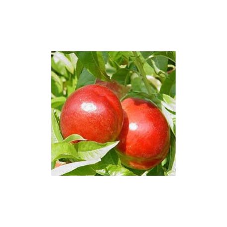 Caldesi 2000 Őszibarack