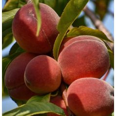 Springtime Őszibarack