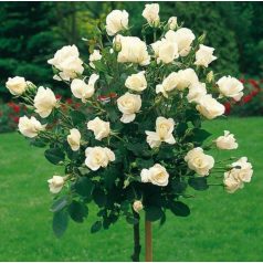 Magastörzsű rózsa 'Virgo'