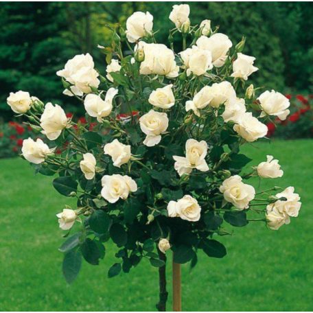 Magastörzsű rózsa 'Virgo'