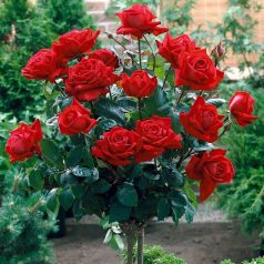 Magastörzsű rózsa 