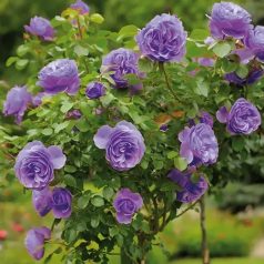 Magastörzsű rózsa 'Sissi'