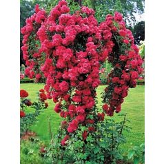 Magastörzsű csüngő rózsa - Piros