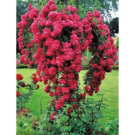 Magastörzsű csüngő rózsa - Piros