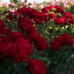 Magastörzsű rózsa 'Lincoln'