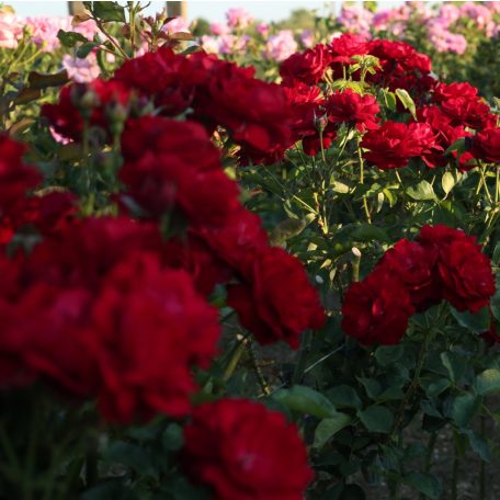 Magastörzsű rózsa 'Lincoln'