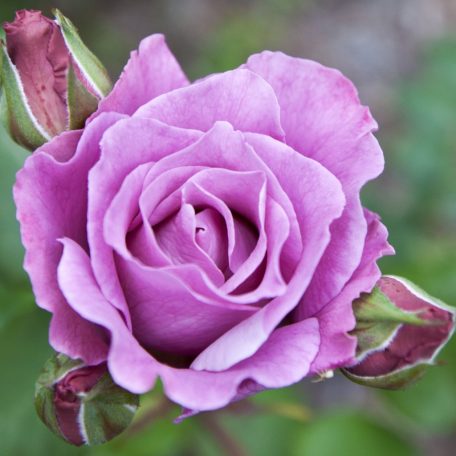 Rosa 'Eminence'