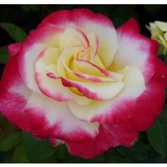 Double Delight futórózsa