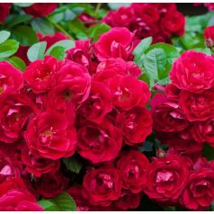 'Rote the Fairy' Rózsa