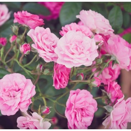 'Rose the Fairy' Rózsa