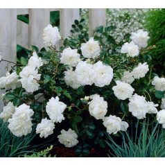 'White Fairy' Rózsa