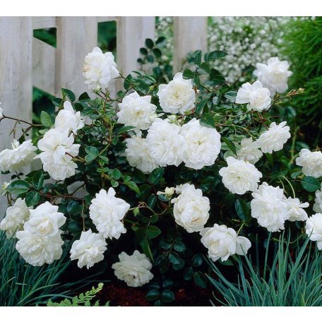 'White Fairy' Rózsa