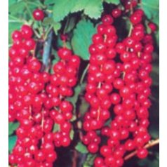 Rovada ribizli – bokor