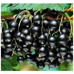 Titania feketeribizli - konténeres