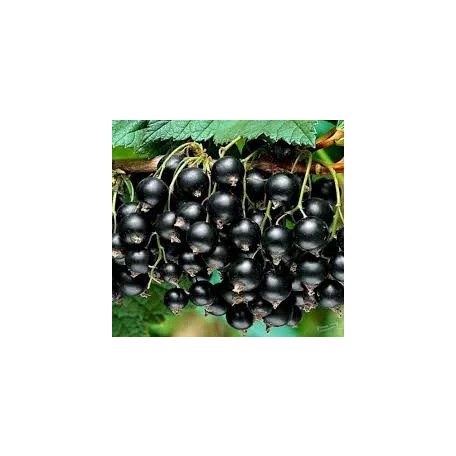 Titania feketeribizli - konténeres