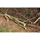 Favágás, bozótírtás