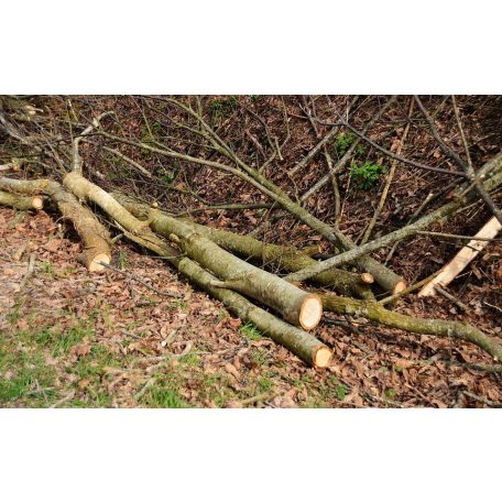 Favágás, bozótírtás