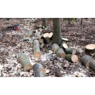 Favágás, bozótírtás