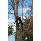 Favágás, bozótírtás