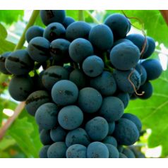 Cabernet franc vörösborszőlő