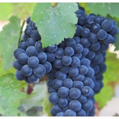 Cabernet sauvignon vörösborszőlő