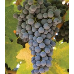 Medina vörösborszőlő