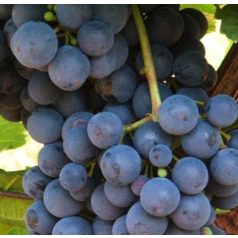 Oportó vörösborszőlő