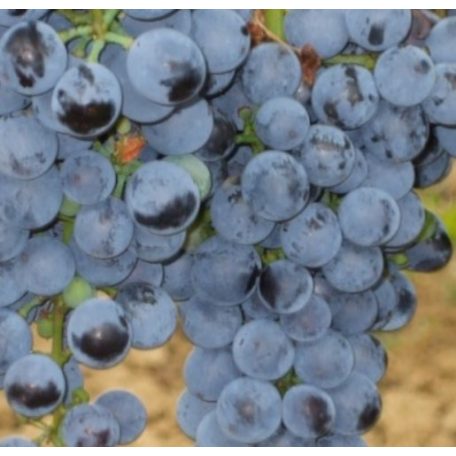 Othelló vörösborszőlő