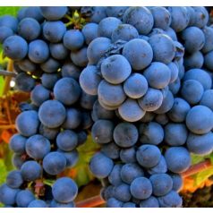 Zweigelt vörösborszőlő