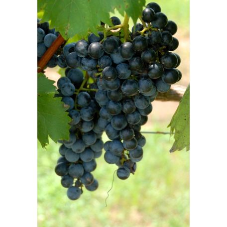 Syrah vörösborszőlő