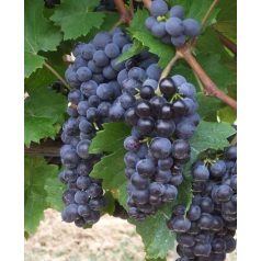 Rezisztens szőlő fajták