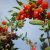 Goji