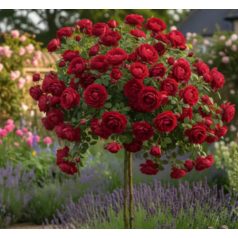 Magastörzsű rózsák