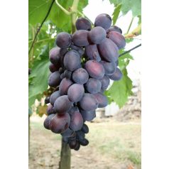 Különleges csemegeszőlő fajták