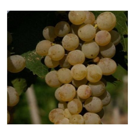 Viktória Gyöngye fehérborszőlő