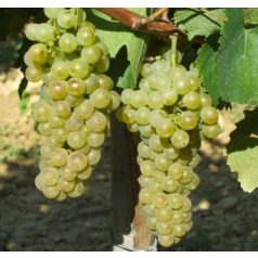 Sauvignon blanc fehérborszőlő